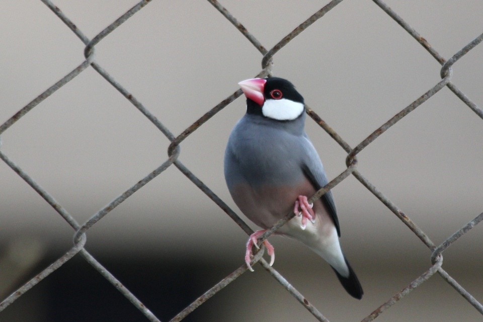 Java Sparrow (Lonchura oryzivora)